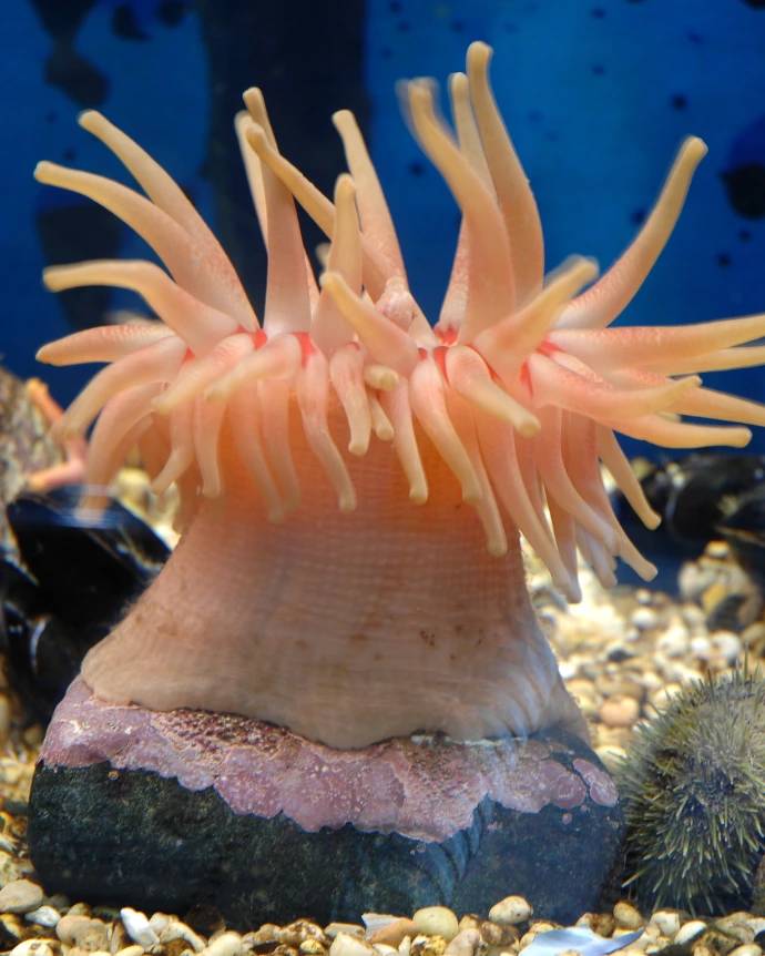 Aquarium du Fjord